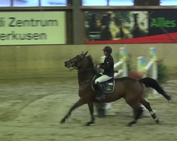 Reitturnier Köln-Leverkusen 2015