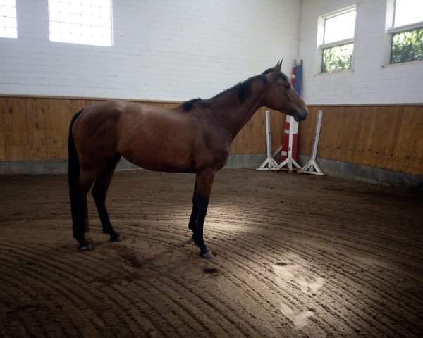 Zuchtstute Ruby (Trakehner, 2014, von Avatar)