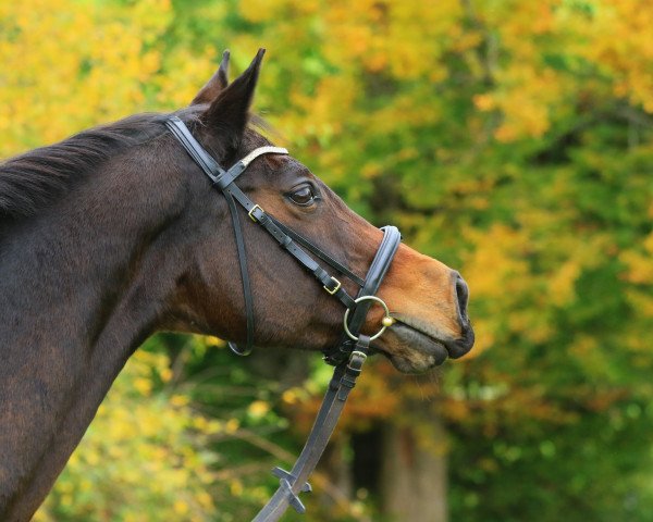 broodmare Paraguay (Bavarian, 2006, from Cantando)