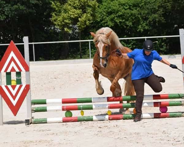 Broodmare Ciara (Pfalz-Ardenner Coldblood, 2013, from Janosch)