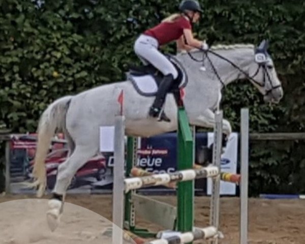 Dressurpferd Niko 260 (Polnisches Warmblut, 1990, von Rywal)