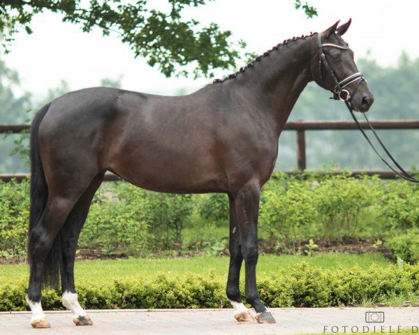 horse Delorian BB (Oldenburg, 2015, from Dark President)