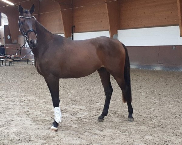 jumper Karthago 78 (Trakehner, 2017, from Icare d'Olympe AA)