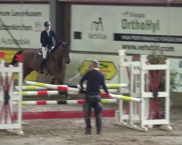 Reitturnier Köln-Leverkusen 2015