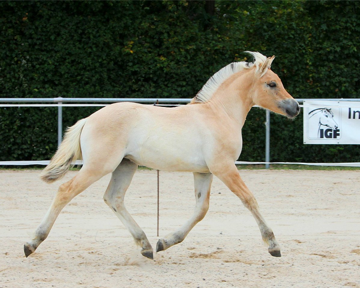 Zuchtstute Frederikke (Fjordpferd, 2020, von Torsetblakken)