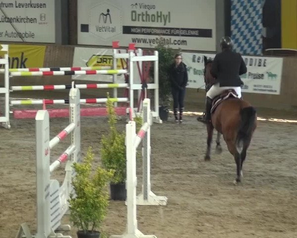 Reitturnier Köln-Leverkusen 2015