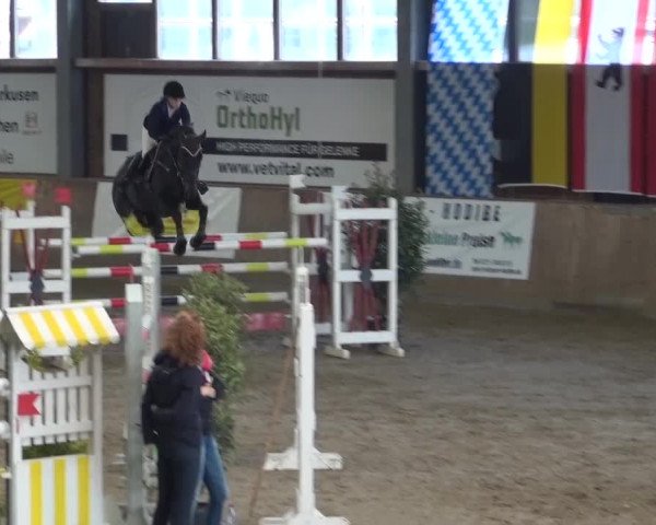 Reitturnier Köln-Leverkusen 2015