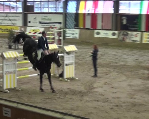 Reitturnier Köln-Leverkusen 2015