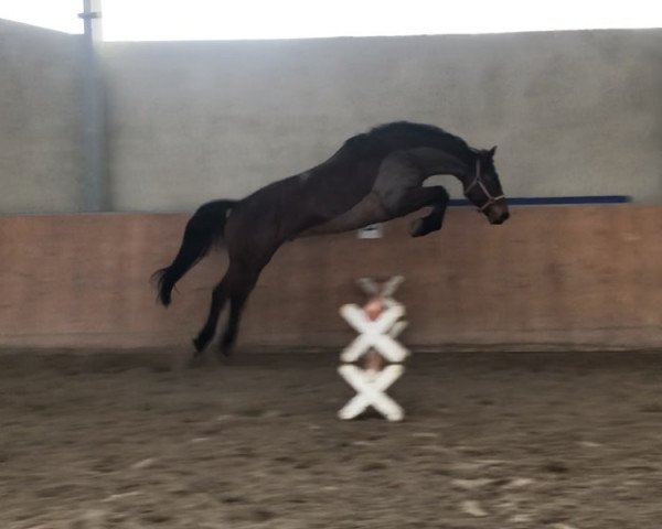 dressage horse Rainbow 161 (Hanoverian, 2011, from Rebell Junior)