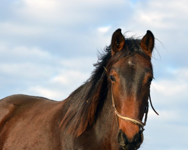 horse Zodiack PJ (Westphalian, 2018, from Zinedine)