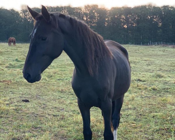 Pferd Cora de la Bora (Deutsches Sportpferd,  , von Cartiano 3)
