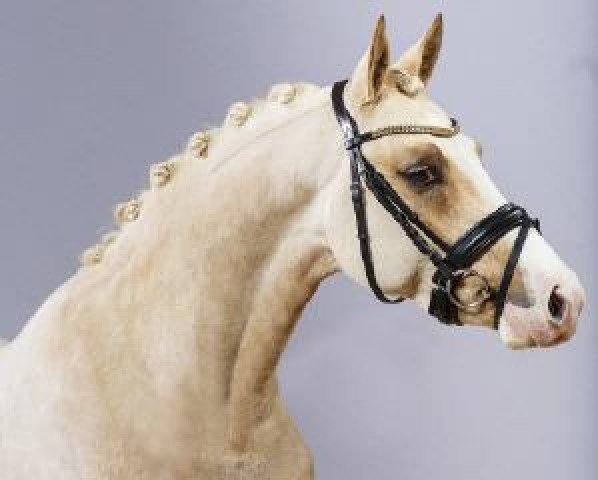 Deckhengst Diamond Touch NRW (Deutsches Reitpony, 2012, von Golden Dime)