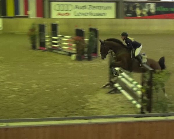 Reitturnier Köln-Leverkusen 2015