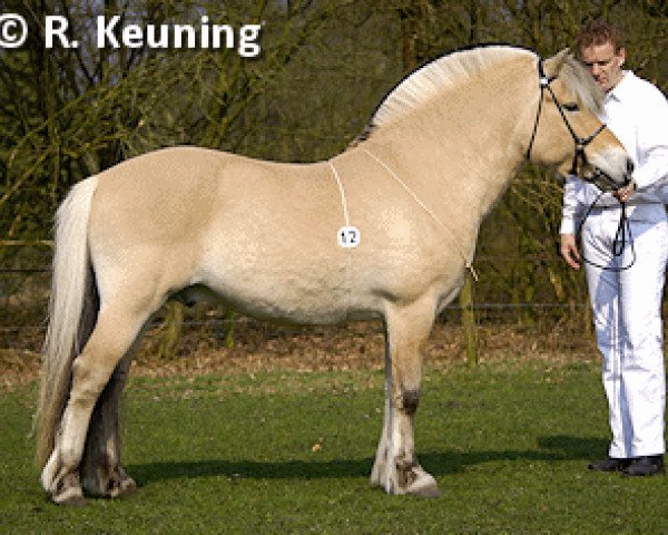 horse Vlin (Fjord Horse, 2000, from Faun Tor N.2023) horse Vlin (Fjord Horse, 2000, from Faun Tor N.2023)