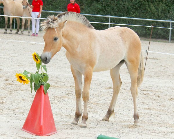 horse Kalimero (Fjord Horse, 2020, from Kalino)