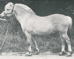 stallion Verge I (Fjord Horse, 1978, from Ivan N.1786)