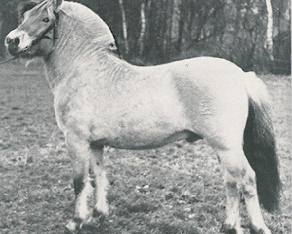 stallion Waldo (Fjord Horse, 1971, from Leif F 56) stallion Waldo (Fjord Horse, 1971, from Leif F 56)