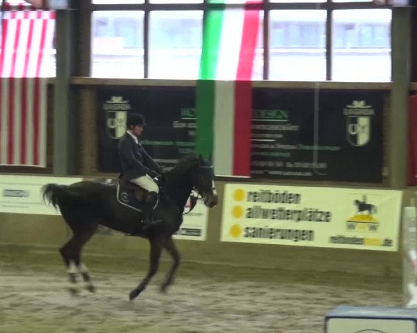 Reitturnier Köln-Leverkusen 2015