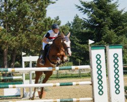 Springpferd Kalimero 69 (Deutsches Reitpony, 2008, von Kadenzzo)