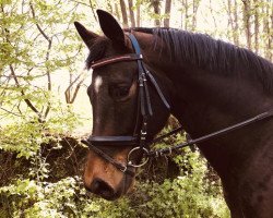 jumper Haribo 76 (Trakehner, 2014, from Herbstkönig 2)