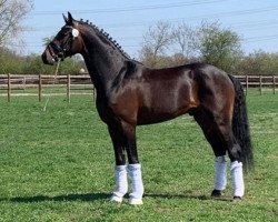Dressurpferd Secret Missile (Westfale, 2016, von Scuderia)