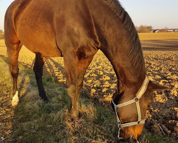 horse Rackerer 2 (Thuringia, 1994, from L-Royal Touch)