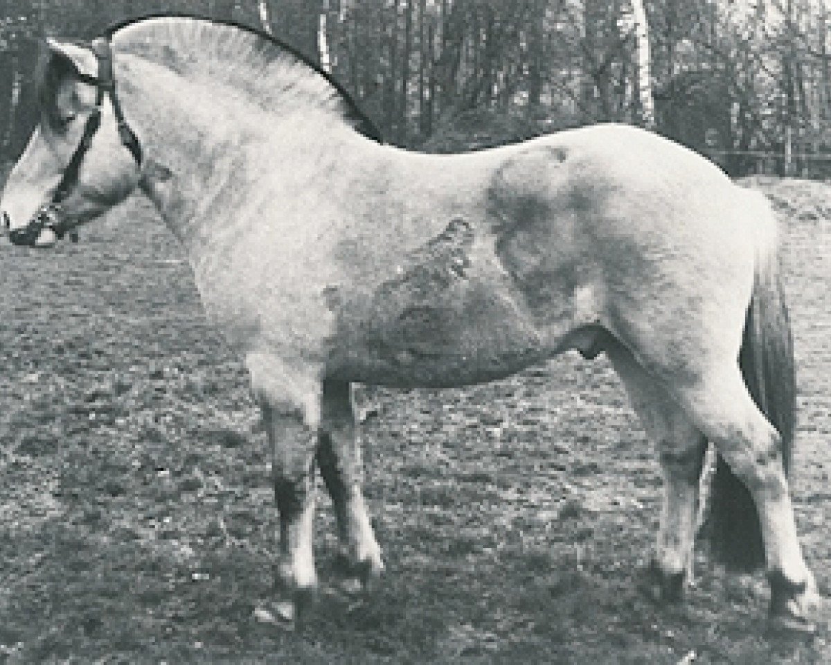 Deckhengst Ole O-44 (Fjordpferd, 1970, von Ivar)