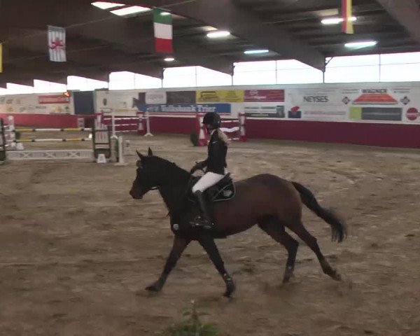 Reitturnier Trier - Hofgut Monaise 2015