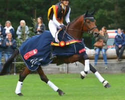 Deckhengst Isselhook's First Sight TSF (Trakehner, 2014, von Lossow)