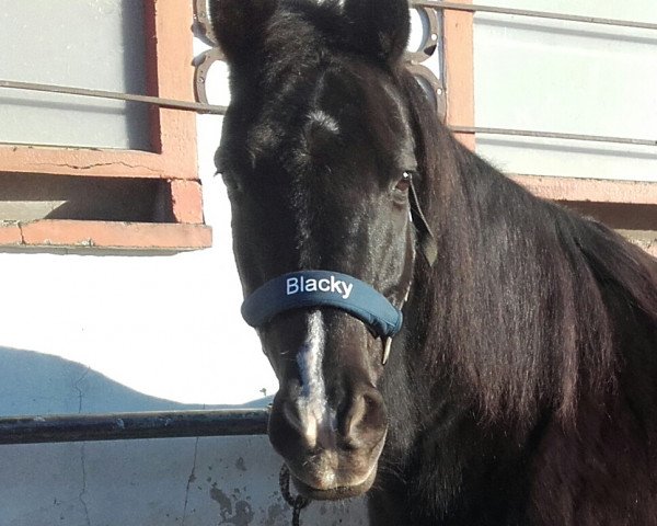 Pferd Blacky 451 (unbekannt, 2002)