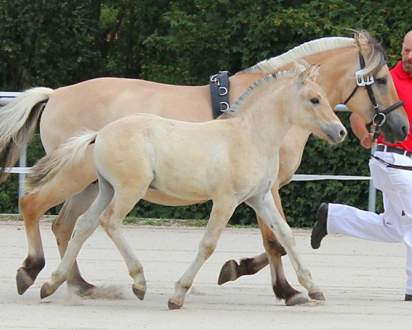 horse Siegfried (Fjord Horse, 2020, from Silvio Skjöldson)