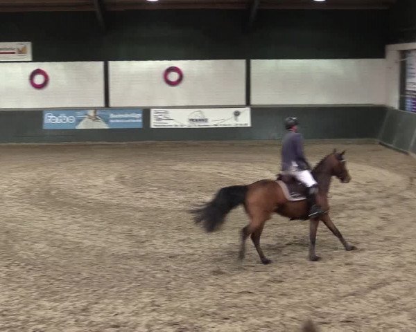Reitturnier Salzkotten 2015
