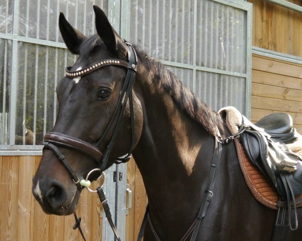 jumper Clarabella 4 (Hanoverian, 2014, from Cent 15)