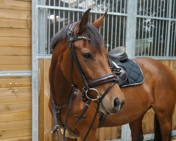 Springpferd Herzbeben (Holsteiner, 2015, von Larcon)