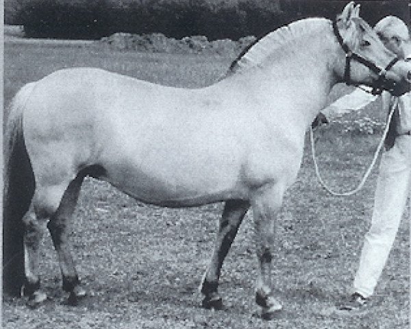 Zuchtstute Flosta F-194 (Fjordpferd, 1985, von Drageset)