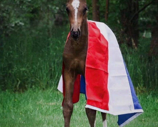 stallion Oakley PK (KWPN (Royal Dutch Sporthorse), 2019, from Foundation 2)