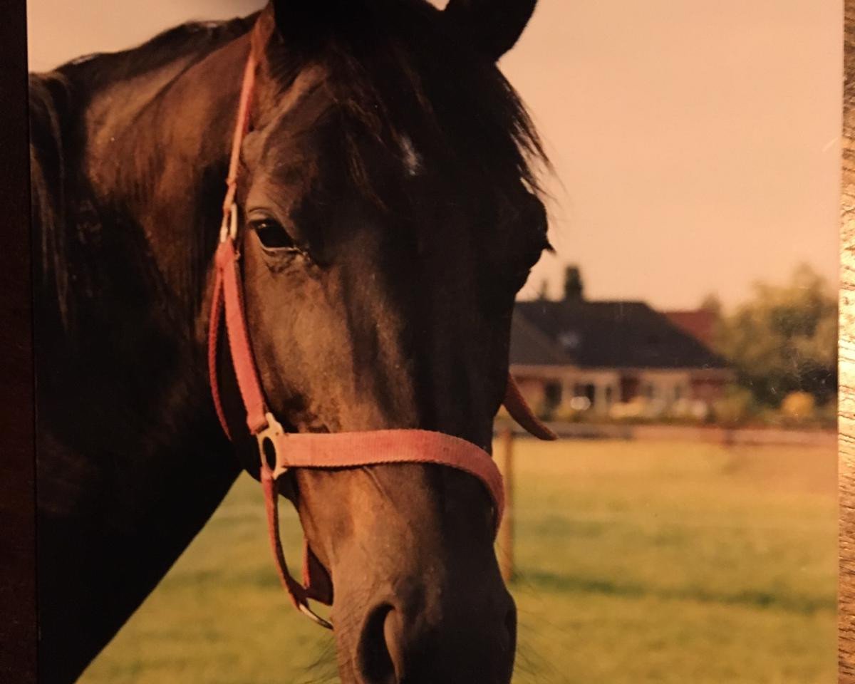 broodmare Leandra (KWPN (Royal Dutch Sporthorse), 1993, from Ferro)