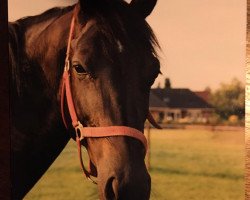 broodmare Leandra (KWPN (Royal Dutch Sporthorse), 1993, from Ferro)