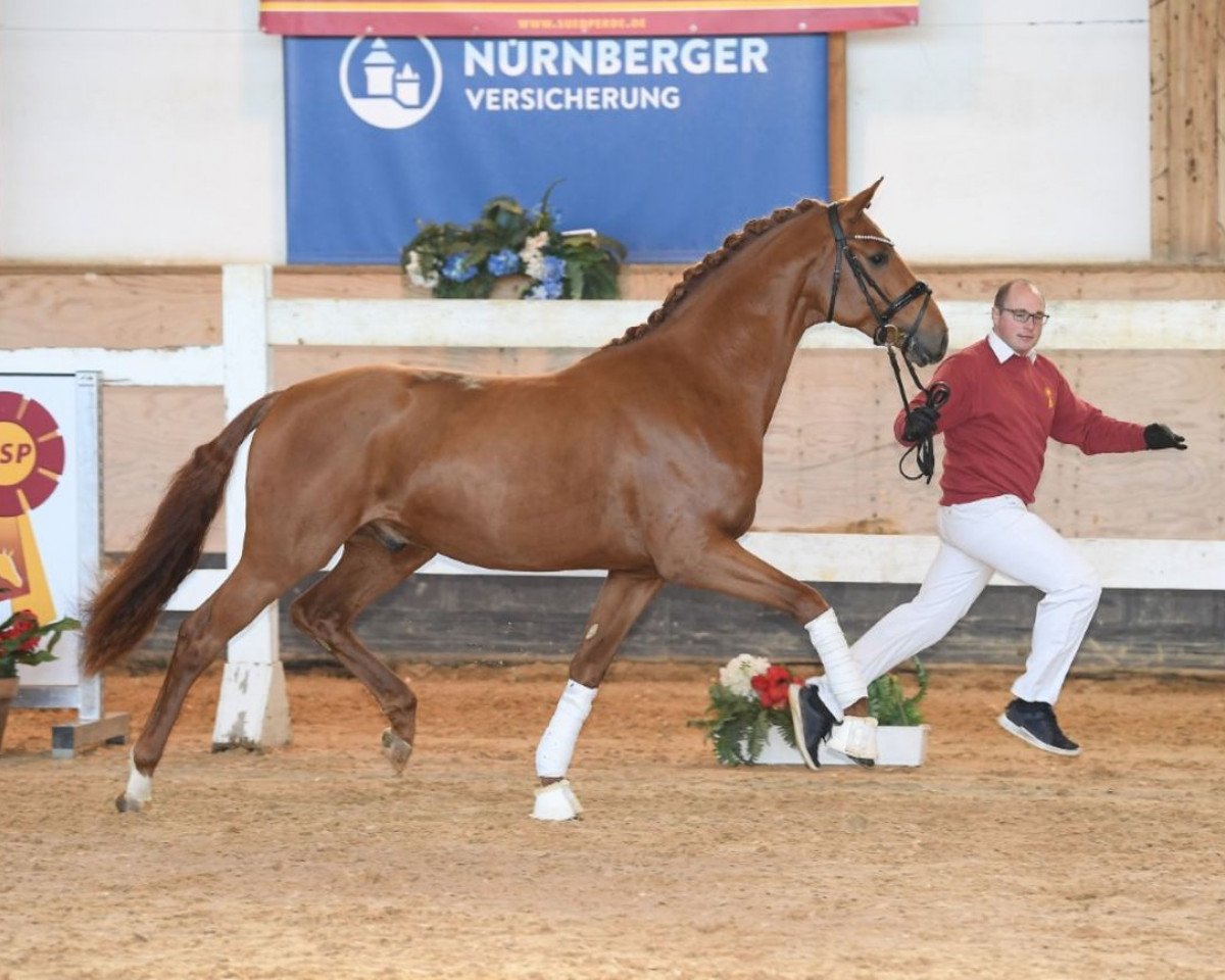dressage horse Manhattan Project (Hanoverian, 2017, from Morricone)