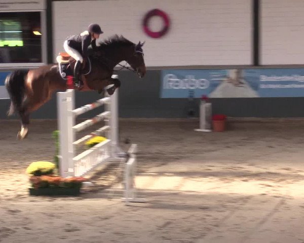 Reitturnier Salzkotten 2015