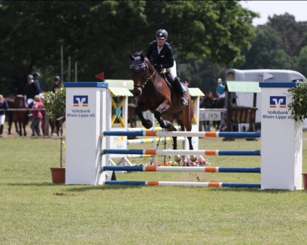 dressage horse Flair 228 (Rhinelander, 2010, from Flanagan)