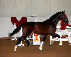 horse Blizzard S 2 (Oldenburg, 2017, from Callaho's Benicio)