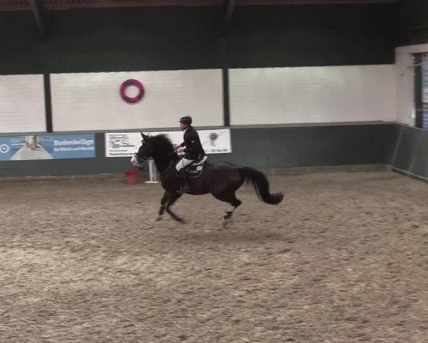 Reitturnier Salzkotten 2015