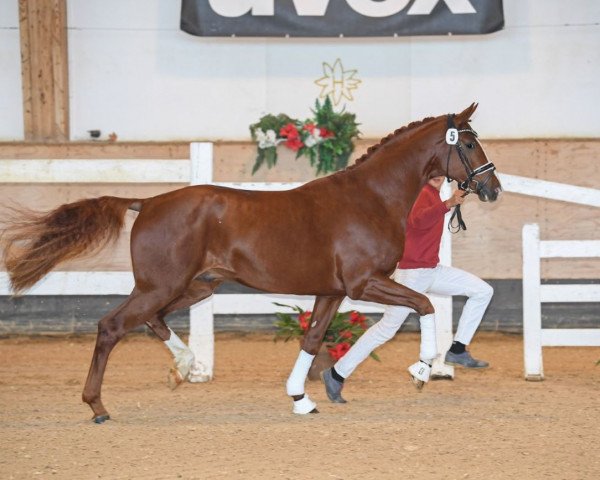 dressage horse Billie Idol (Westphalian, 2017, from Belissimo NRW)