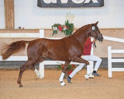 dressage horse Billie Idol (Westphalian, 2017, from Belissimo NRW)
