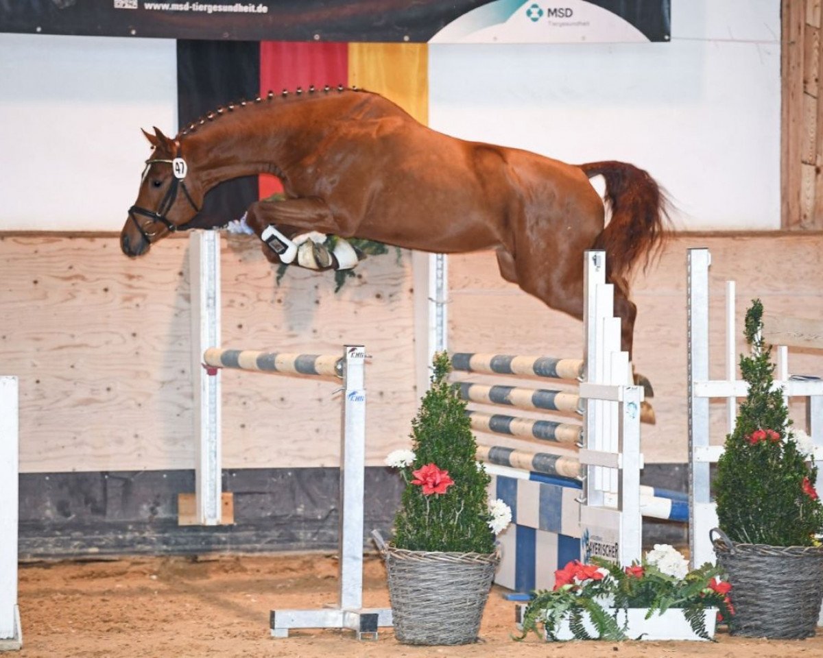 Springpferd Sirius 266 (Westfale, 2017, von Sandro Boy)
