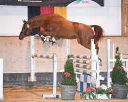 jumper Sirius 266 (Westphalian, 2017, from Sandro Boy)