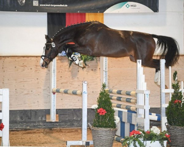 Springpferd Miron 10 (Westfale, 2017, von Million Dollar)