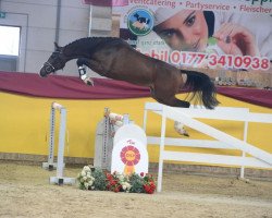 Springpferd Million Milow (Holsteiner, 2017, von Million Dollar)