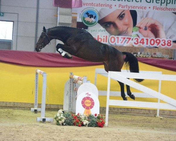 Springpferd Macain (Deutsches Sportpferd, 2016, von Messenger)